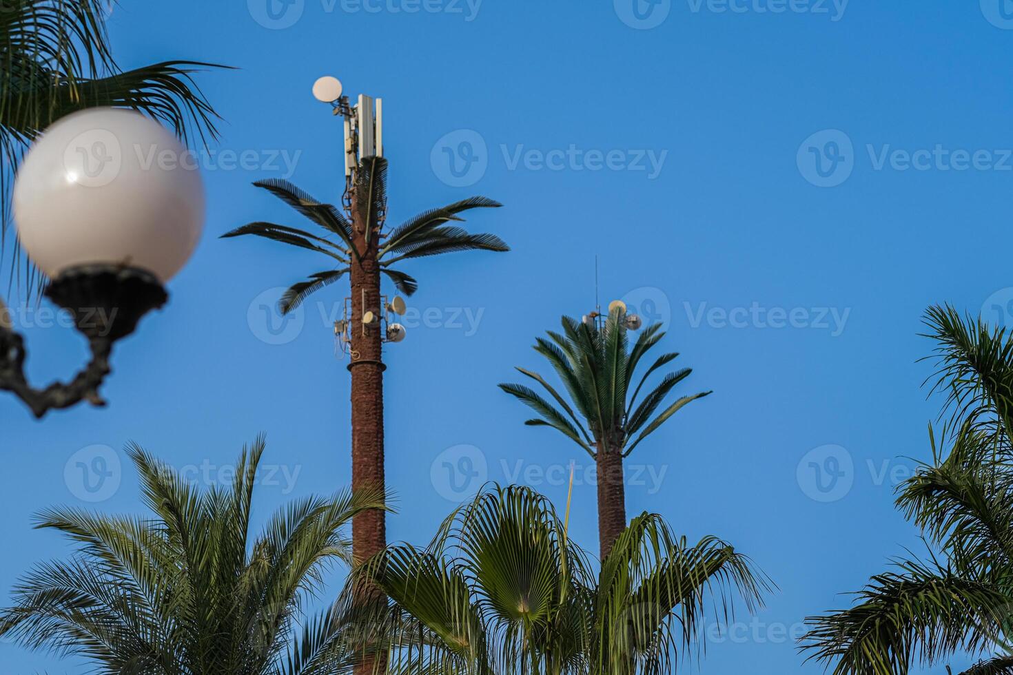 A group of palm trees with a light pole in the background photo