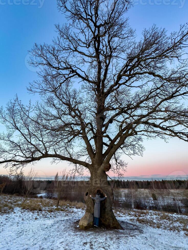 A woman in a long winter coat reaches up to embrace the massive trunk of a 300-year-old oak tree standing tall in a snowy field at dusk. The tree sprawling bare branches create a dramatic silhouette photo