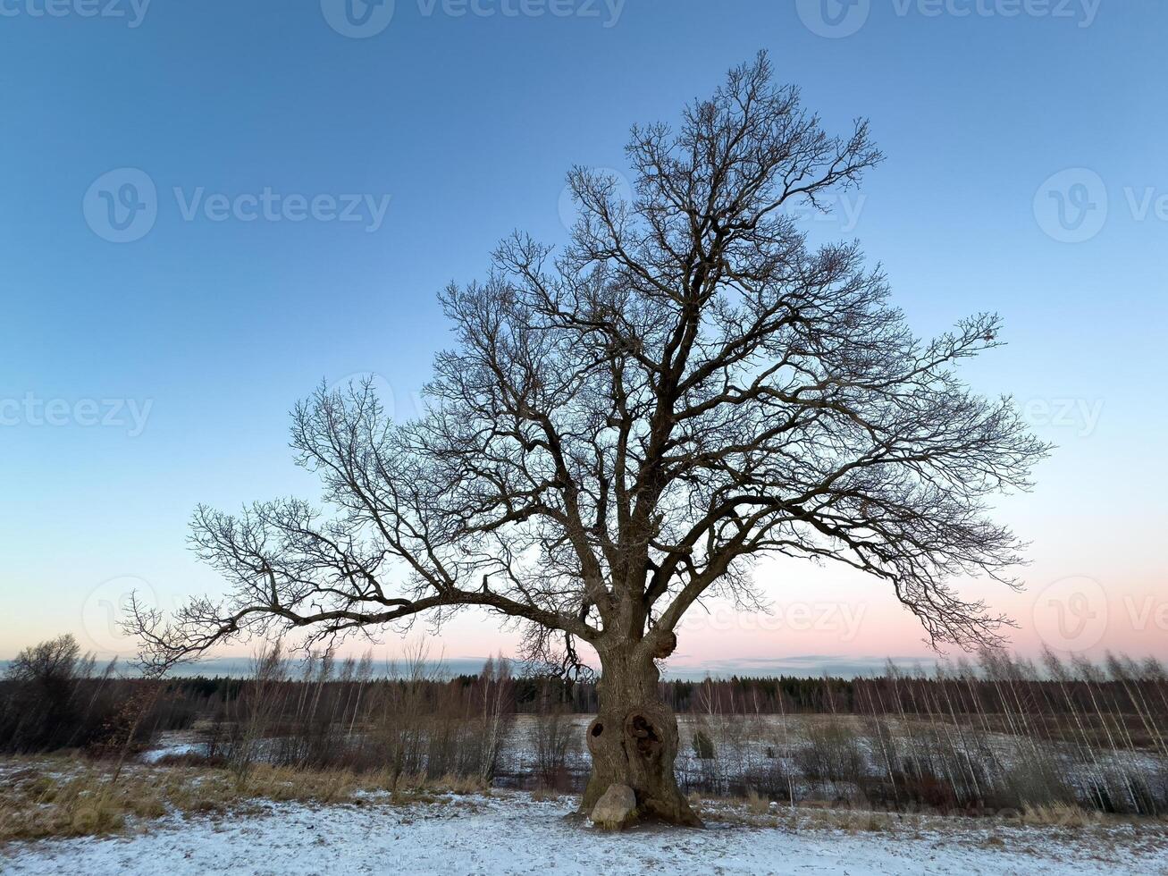 A towering 300-year-old oak tree stands alone in a snowy field, its intricate bare branches stretching towards the soft pastel sky at sunset. The ancient tree, marked by time and weather, embodies photo
