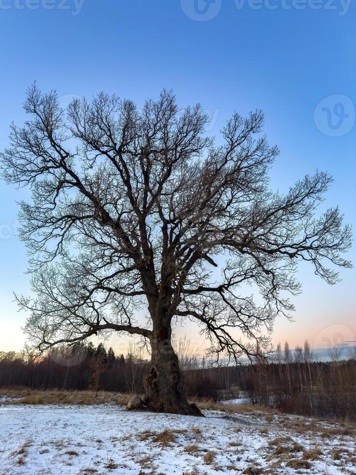 A towering 300-year-old oak tree stands alone in a snowy field, its intricate bare branches stretching towards the soft pastel sky at sunset. The ancient tree, marked by time and weather, embodies photo