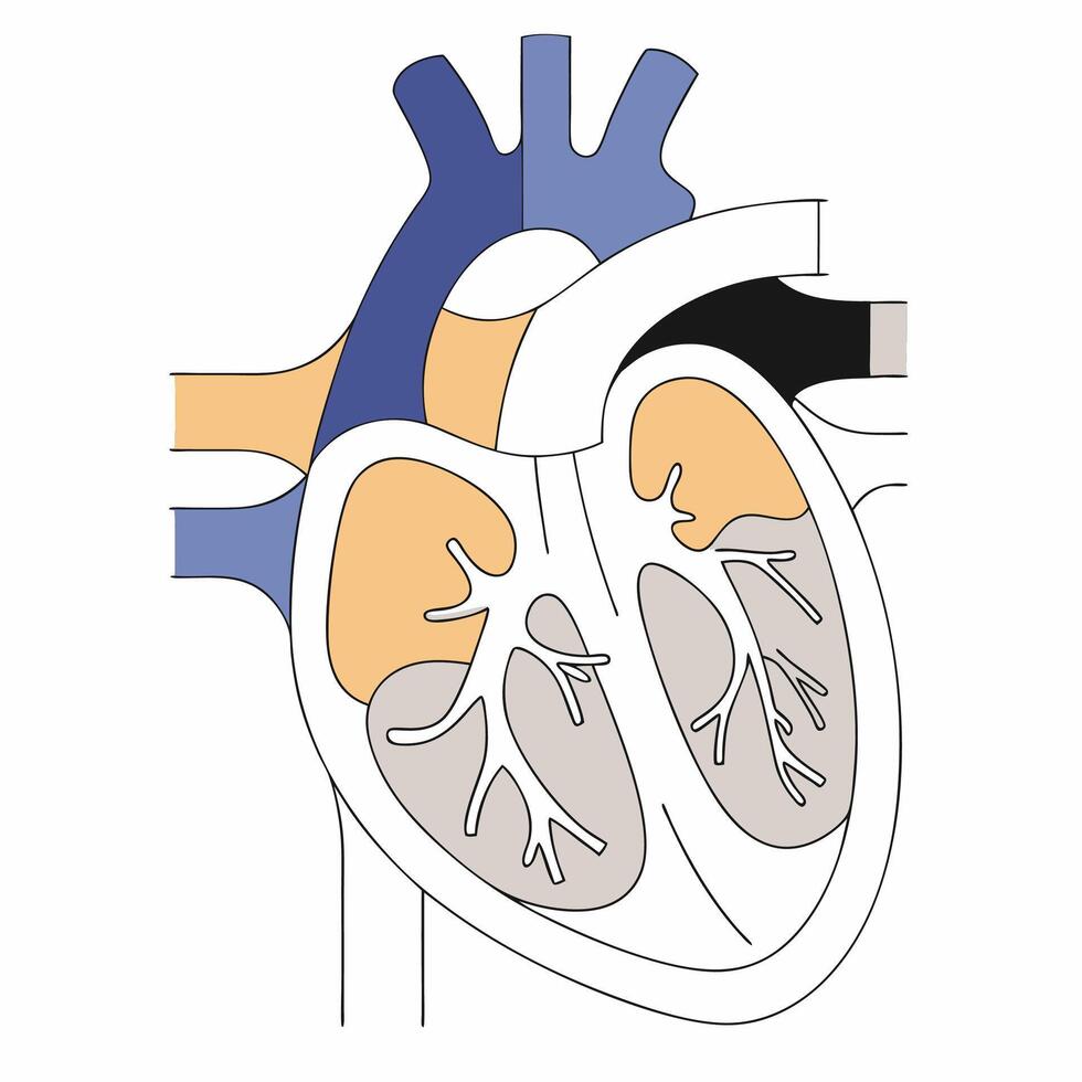 Human Heart Anatomy Detailed Illustration of Chambers. vector