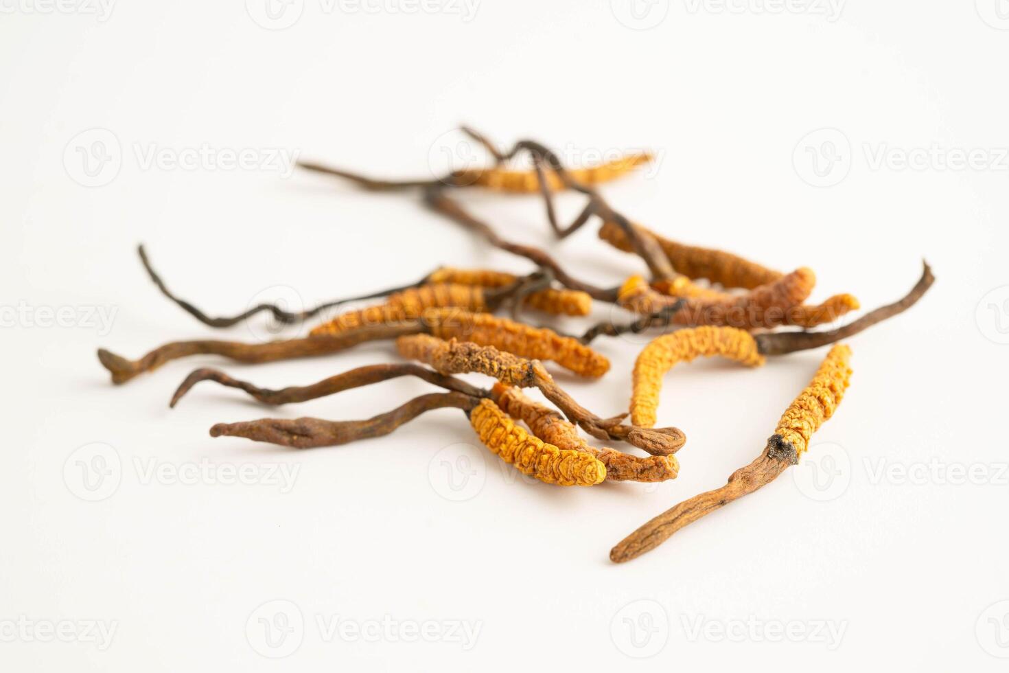 Cordyceps sinensis or Ophiocordyceps sinensis isolated on white background, mushroom herb treatment photo