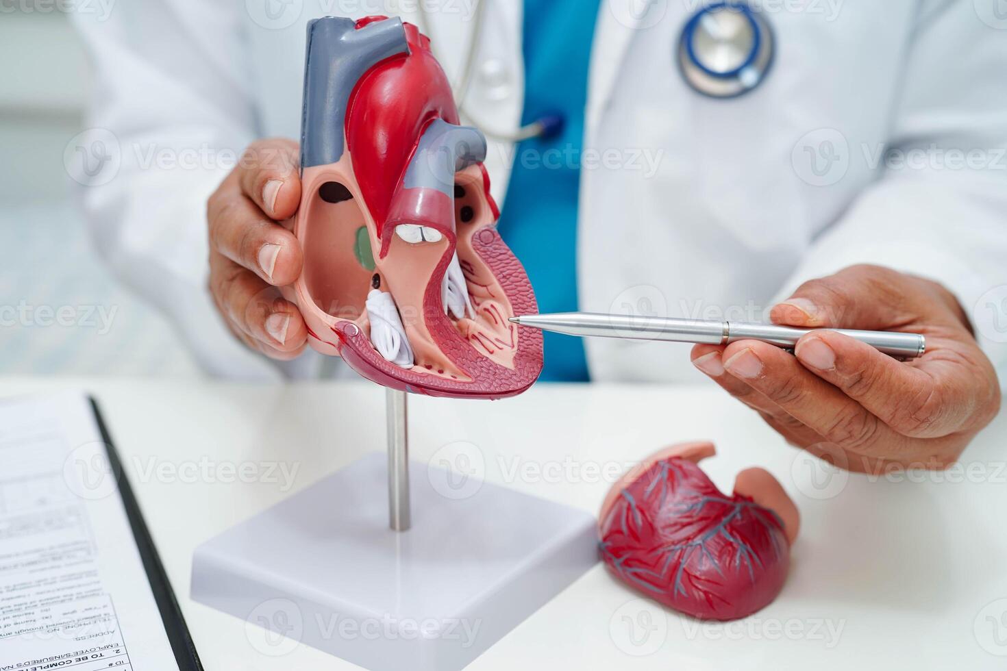 Cardiovascular disease CVD, doctor with heart human model anatomy for treatment p photo