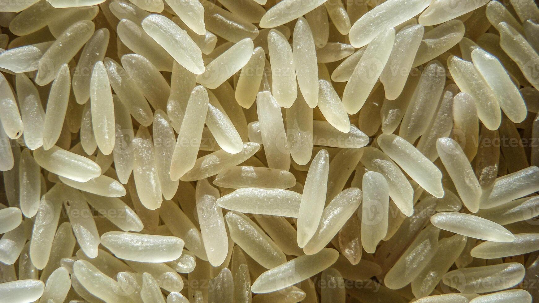Rice grains macro photo