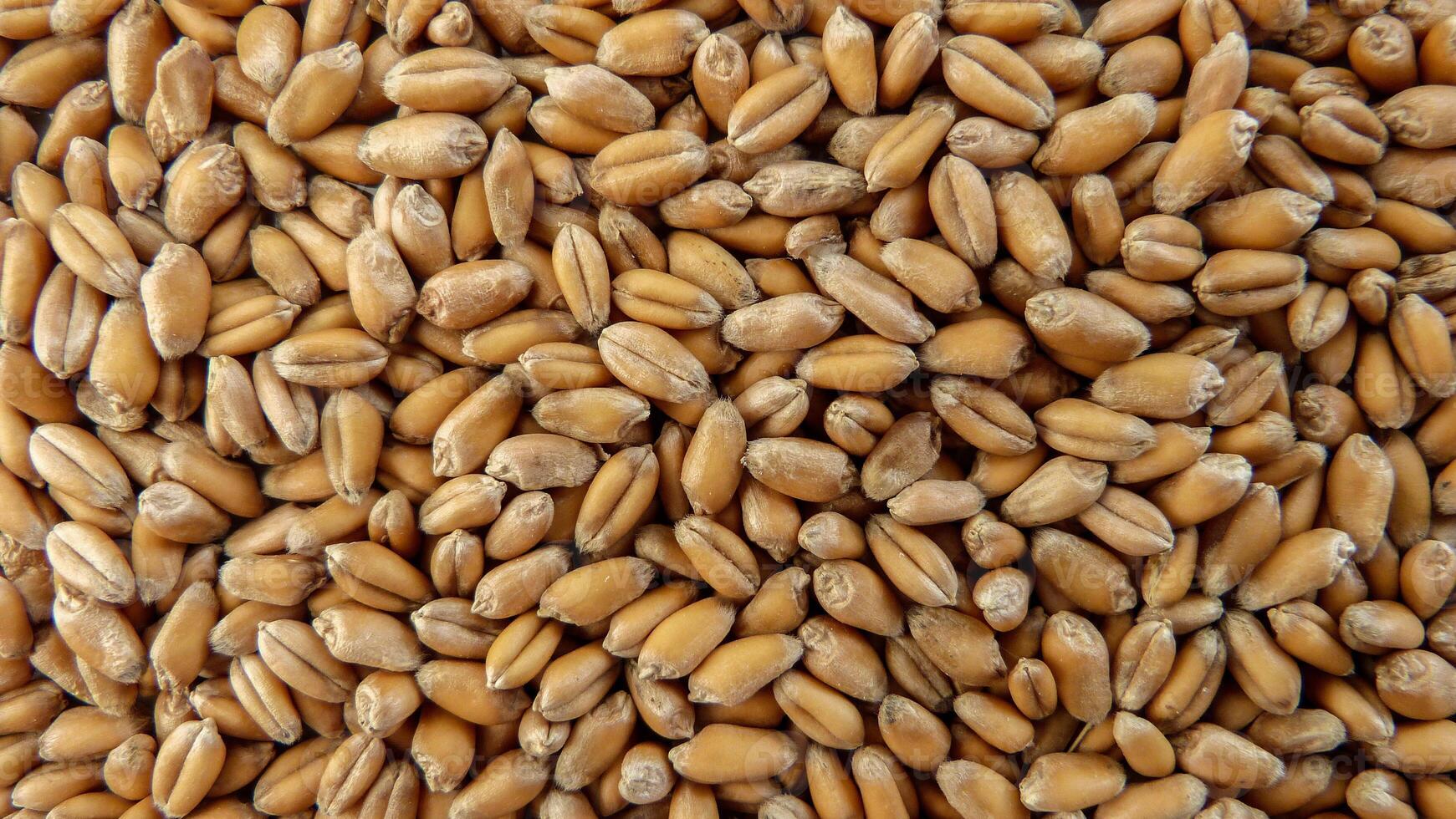Grain Wheat harvested in the fields of Ukraine photo
