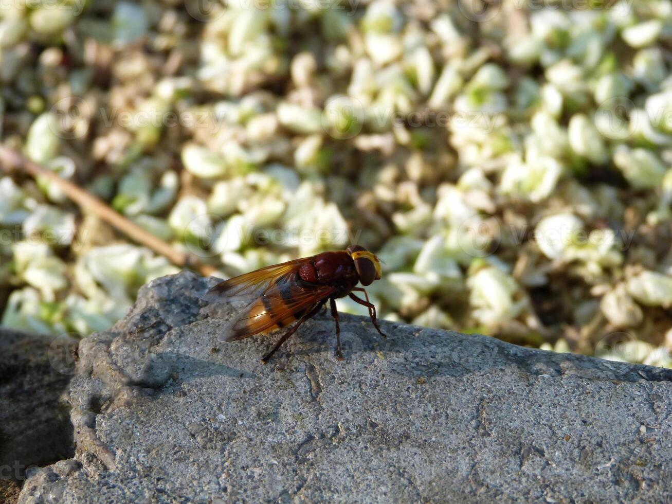 Yellow Fly Syrphidae sits on a stone photo