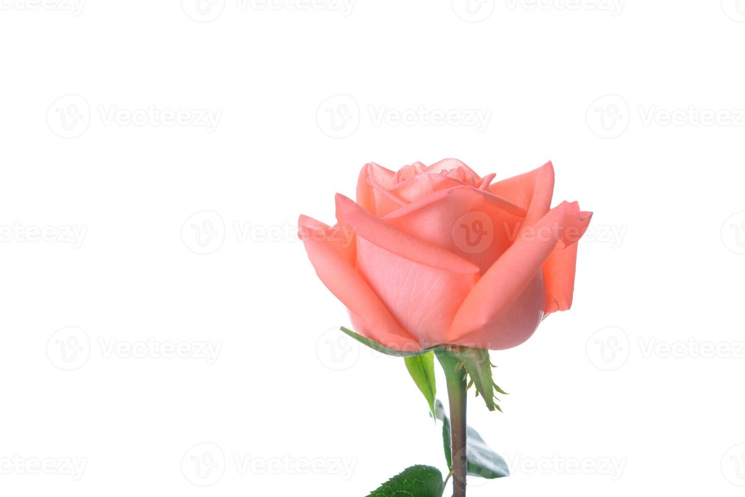 Single beautiful pink rose isolated on white background with copy space - Image photo