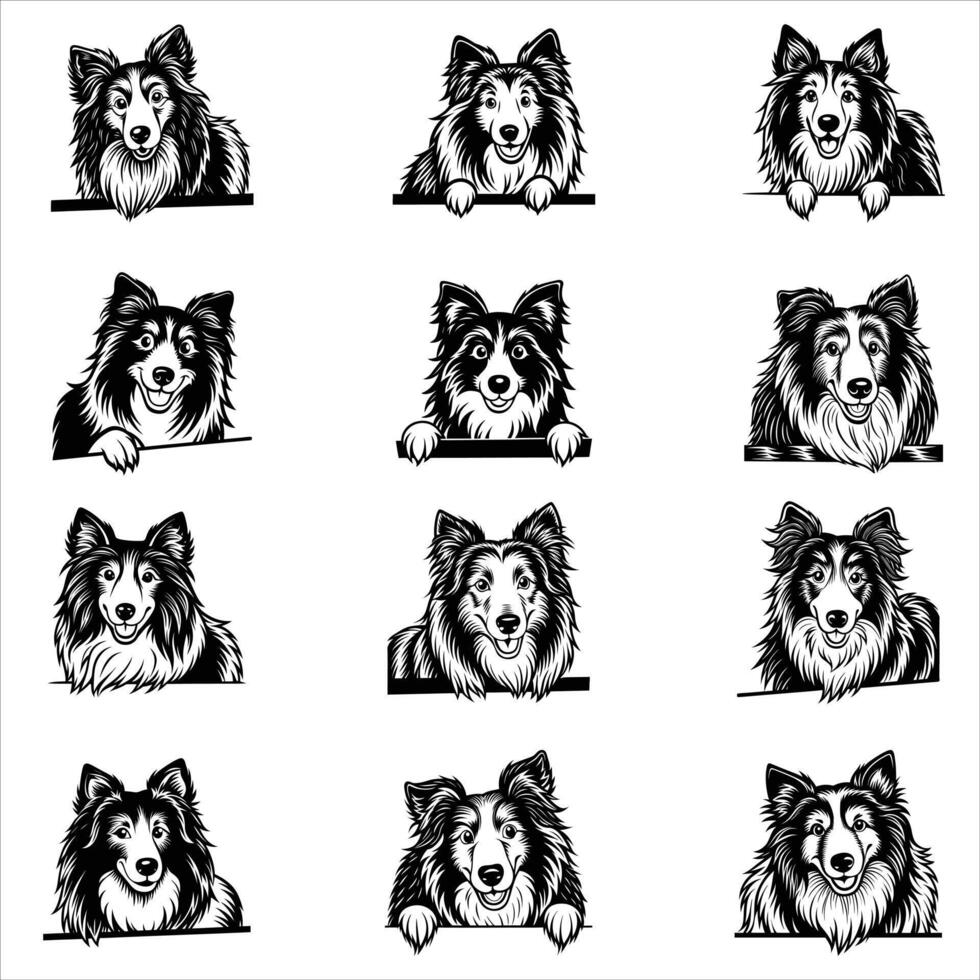 Peeking Rough Collie Dog Fac vector