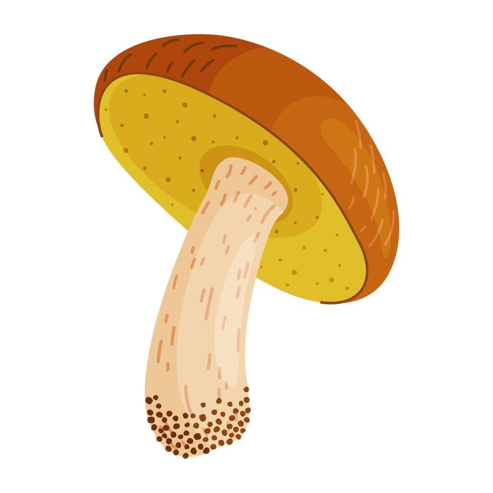 Suillus luteus, yellow mushroom. Edible forest fungus slippery jack, sticky bun. Suillus mushroom or yellow pig Hand drawn trendy flat style illustration vector
