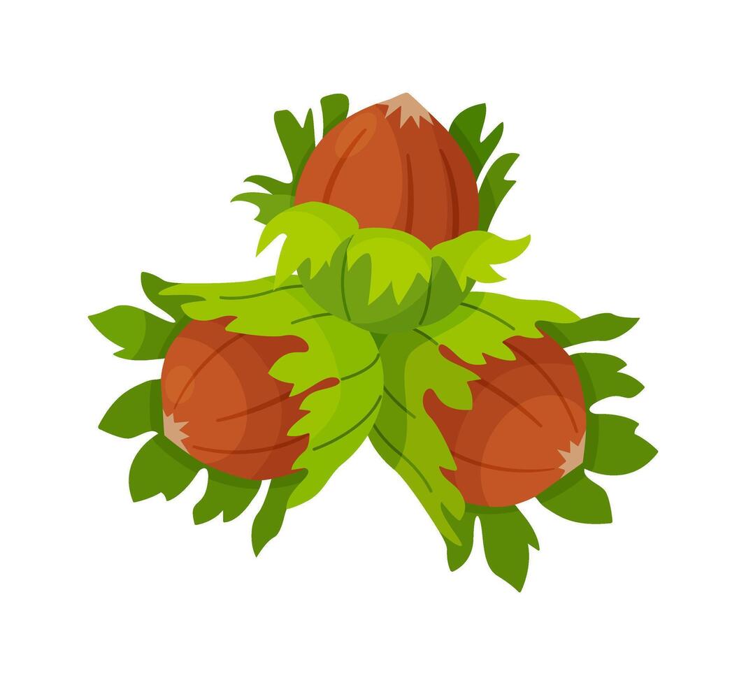 Fresh Hazelnuts with leaves. Cartoon hazelnut Hand drawn trendy flat style isolated icon. Organic raw hazel with leaves, tasty snacks. Forest nut illustration vector