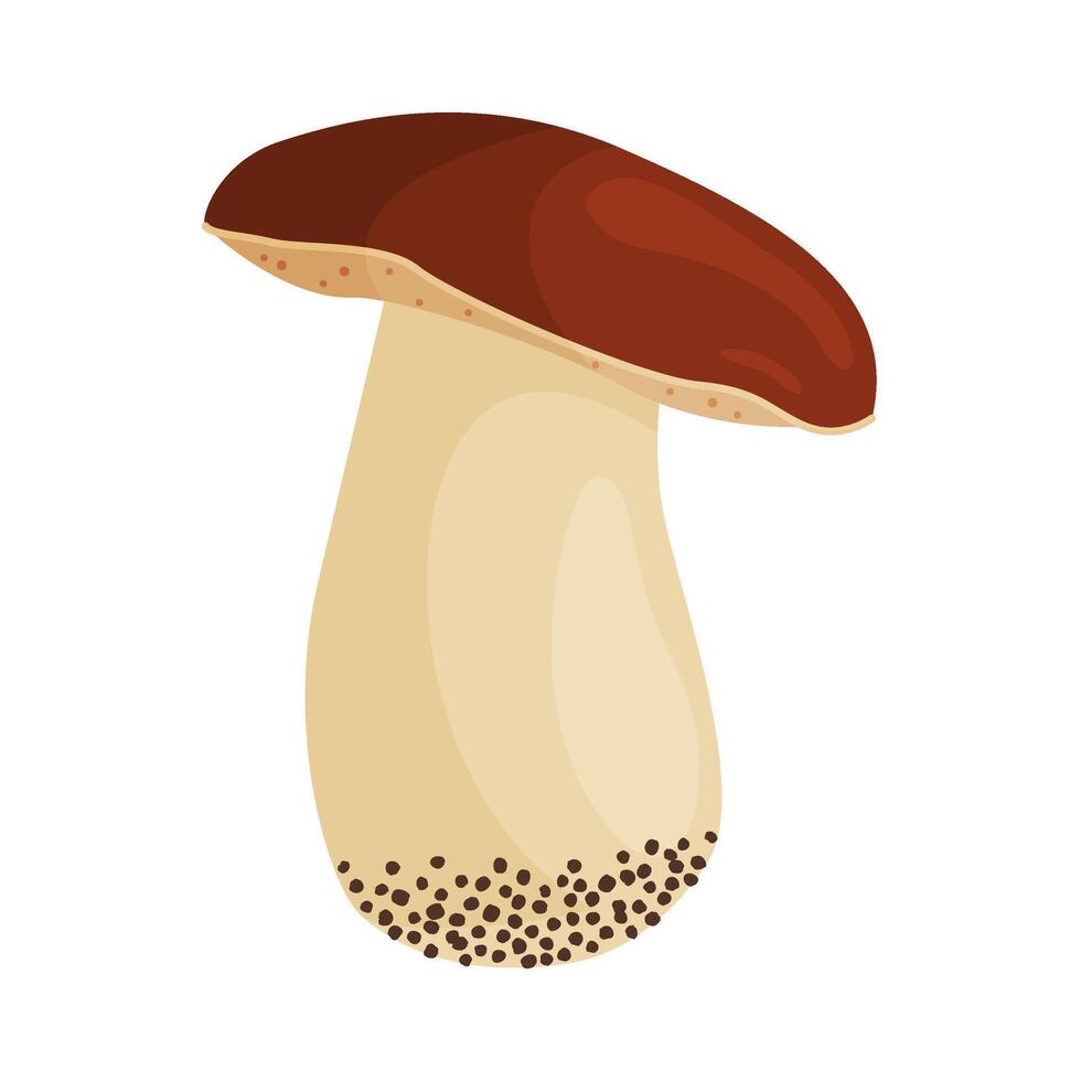Porcini mushroom. Edible forest mushroom Hand drawn trendy flat style isolated icon. Fresh boletus. Autumn fungus. cep, penny bun, porcino. Botanical vector