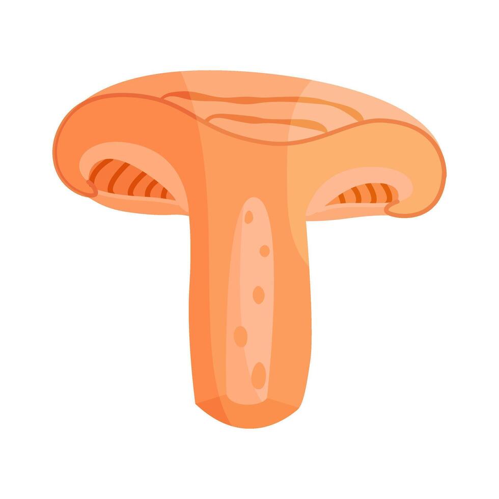 Saffron milk cap mushroom slice, edible forest mushroom icon. Hand drawn trendy flat style delicious milk cap. Lactarius deliciosus fungus illustration Isolated vector