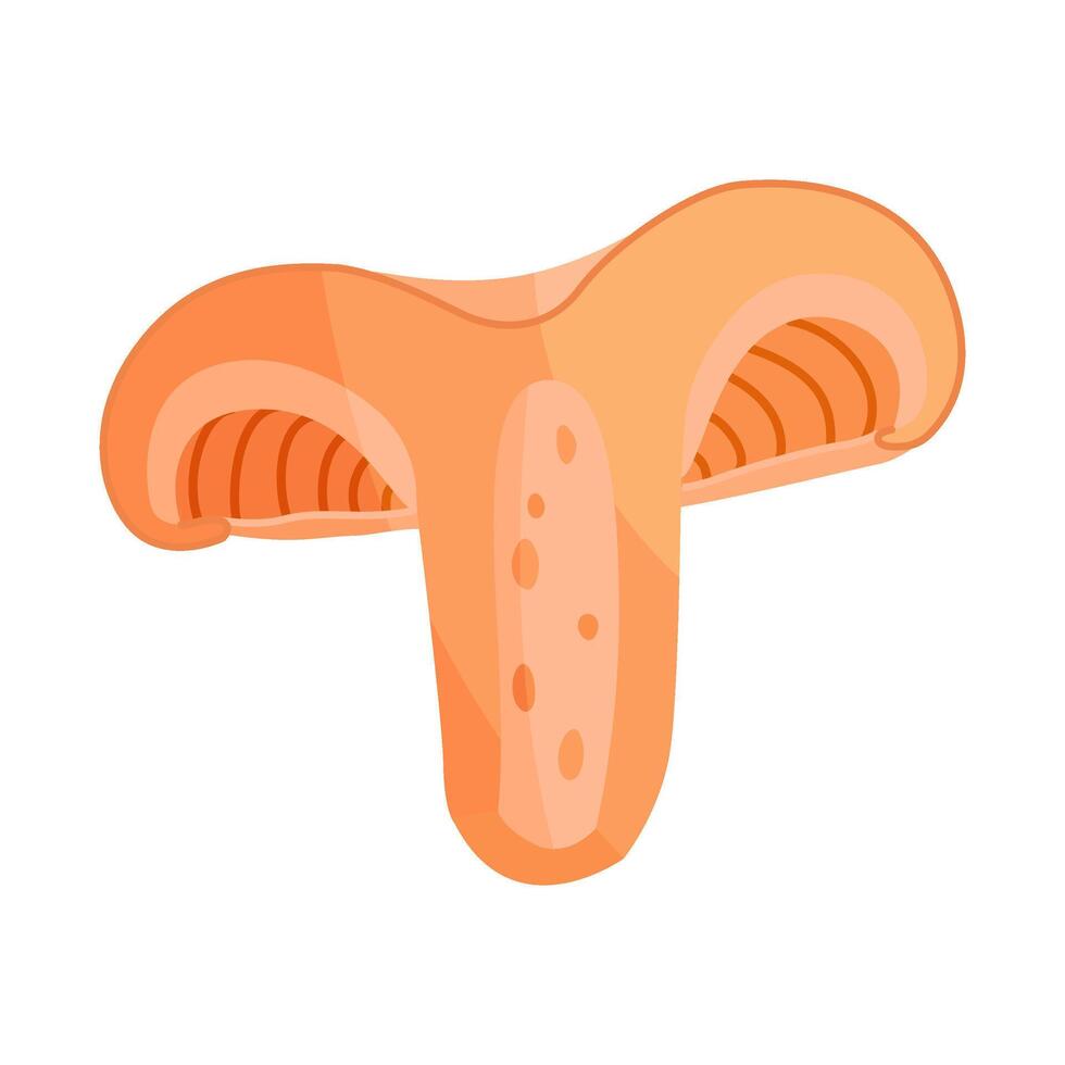 Saffron milk cap mushroom slice, edible forest mushroom icon. Hand drawn flat style delicious milk cap. Lactarius deliciosus illustration Isolated vector