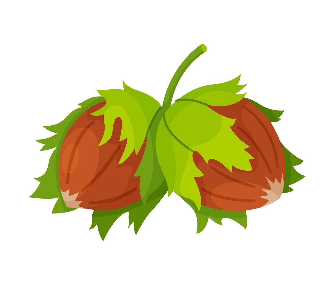 Two Hazelnuts with leaves. Cartoon hazelnut Hand drawn trendy flat style isolated icon. Organic raw hazel with leaves, tasty snacks. Forest nut illustration vector