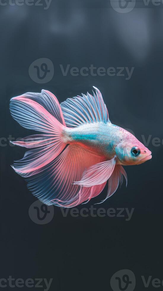 Beautiful colorful fish swimming gracefully in dark water, showcasing vibrant fins and a delicate form. photo