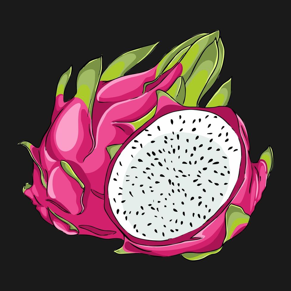Illustration of the dragon fruit vector