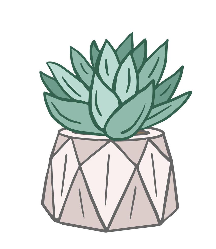 Echeveria, succulent with fleshy leaves in a pot, hand drawn illustration. Botanical design for eco environment, flower shop, vector