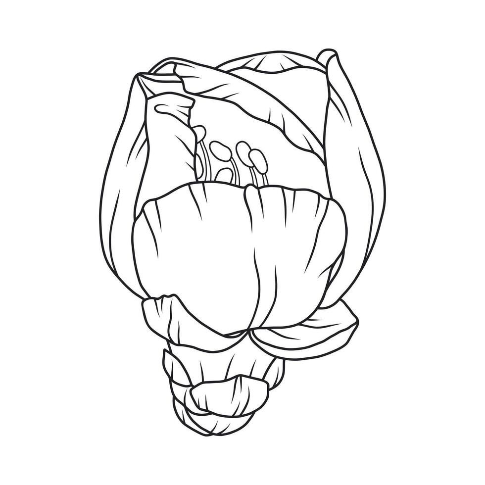 Beautiful apricot flower bud, graceful thin line. Japanese sakura blossom. Hand drawn cherry, peach or plum bloom sketch, outline vector