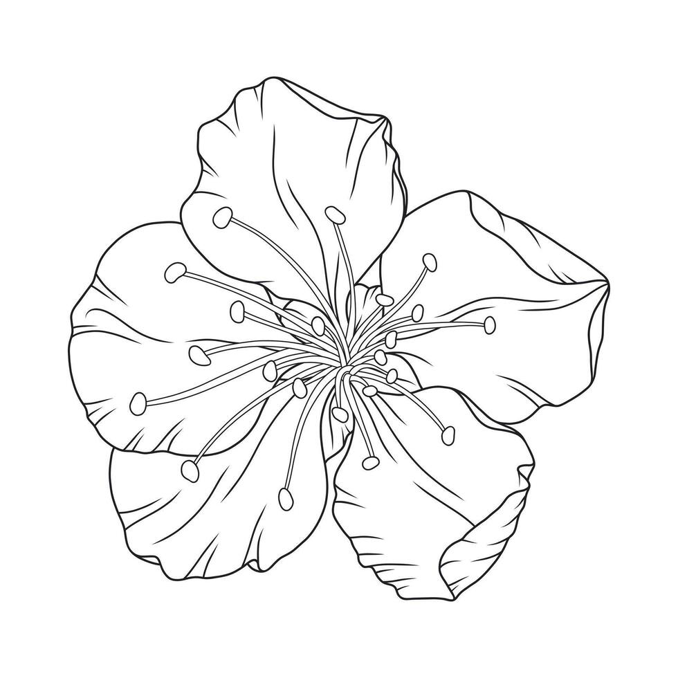 Beautiful apricot flower, graceful thin line. Japanese sakura blossom. Hand drawn cherry, plum or peach bloom sketch, outline vector