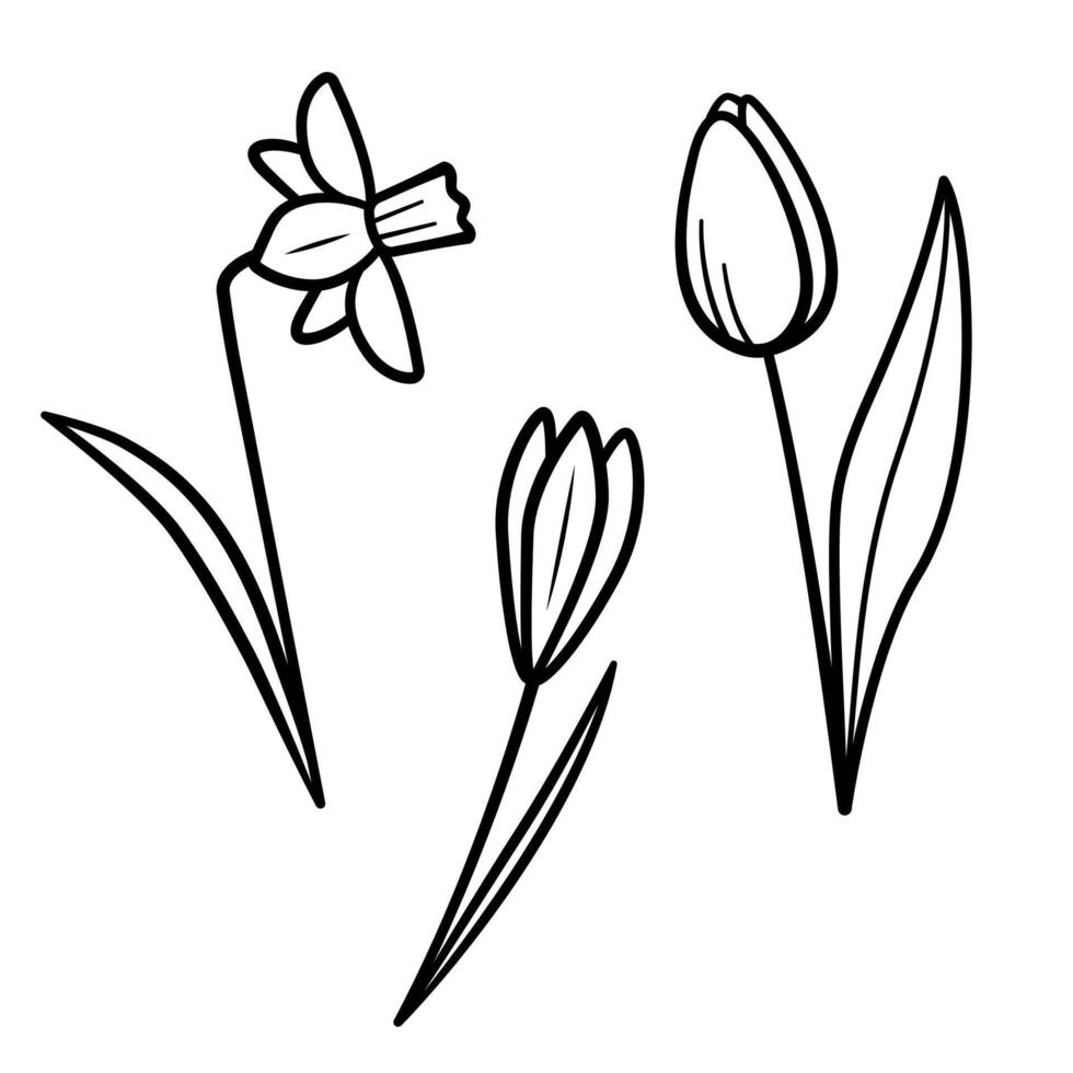 Spring flowers set. Hand drawn sketch icons of tulip, daffodil, crocus. Isolated illustration in doodle line style. vector