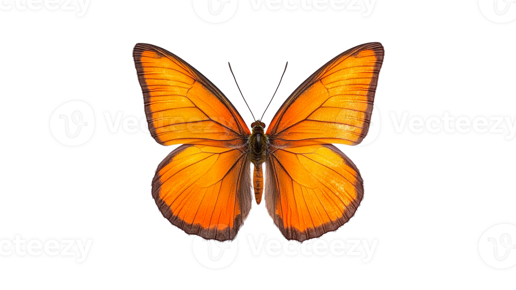 Beautiful orange butterfly with detailed wings png