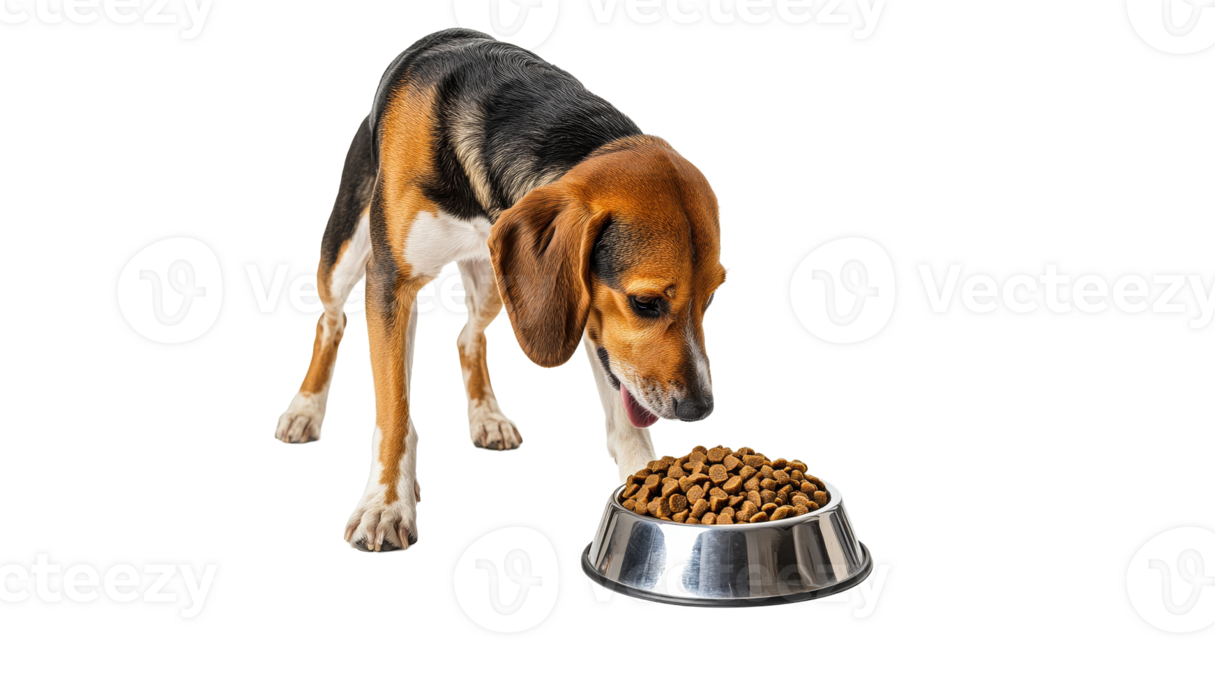 Beagle dog eating from a stainless steel bowl png