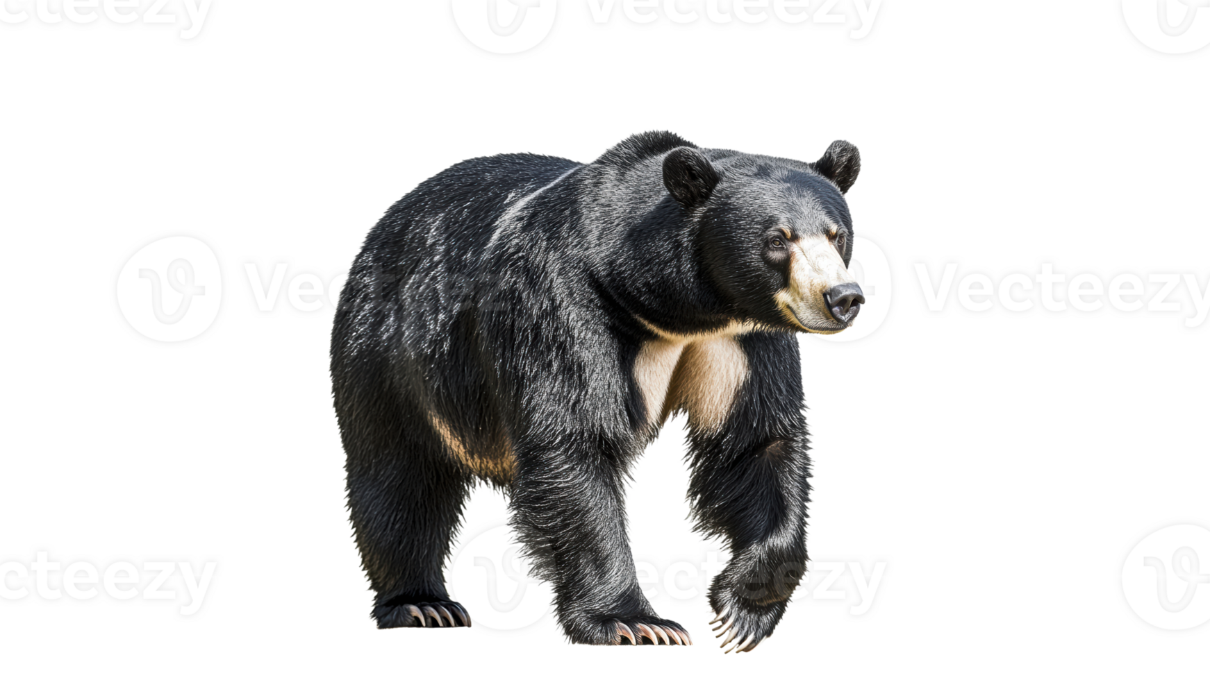 Brown bear walking in a natural habitat png
