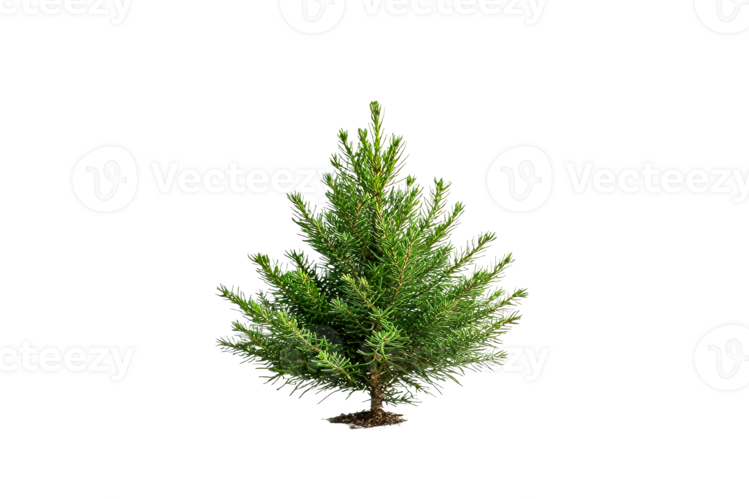 Small evergreen tree standing in soil png