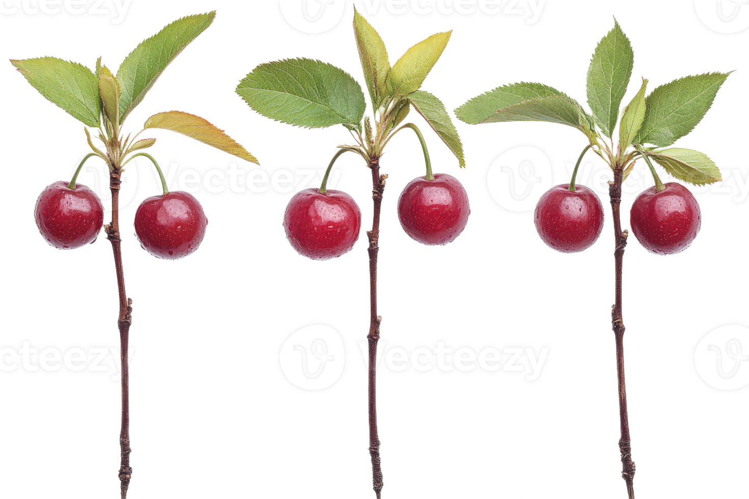 Fresh red cherries on branches in bright light png