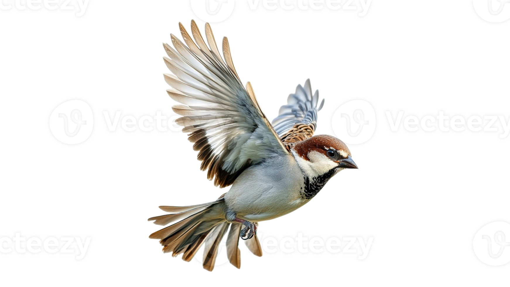 Bird in flight with wings spread above png