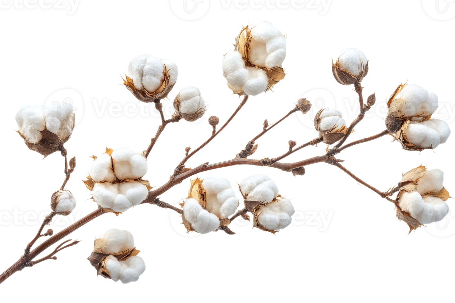Cotton branch with soft bolls ready for harvest png