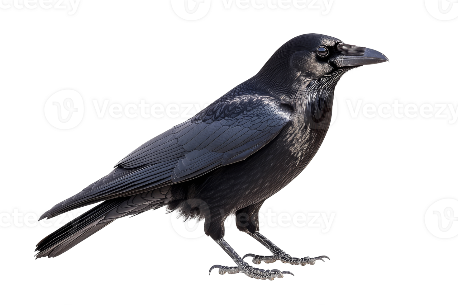 Raven perched, sharp features, glossy feathers png