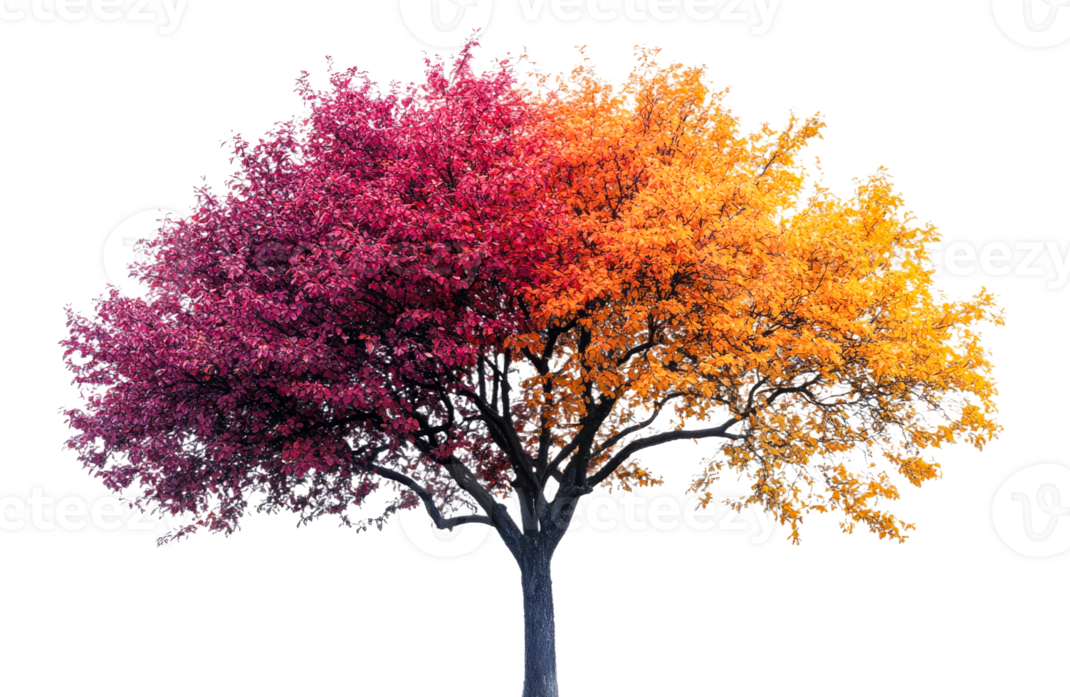 Vibrant autumn tree with colorful foliage display png