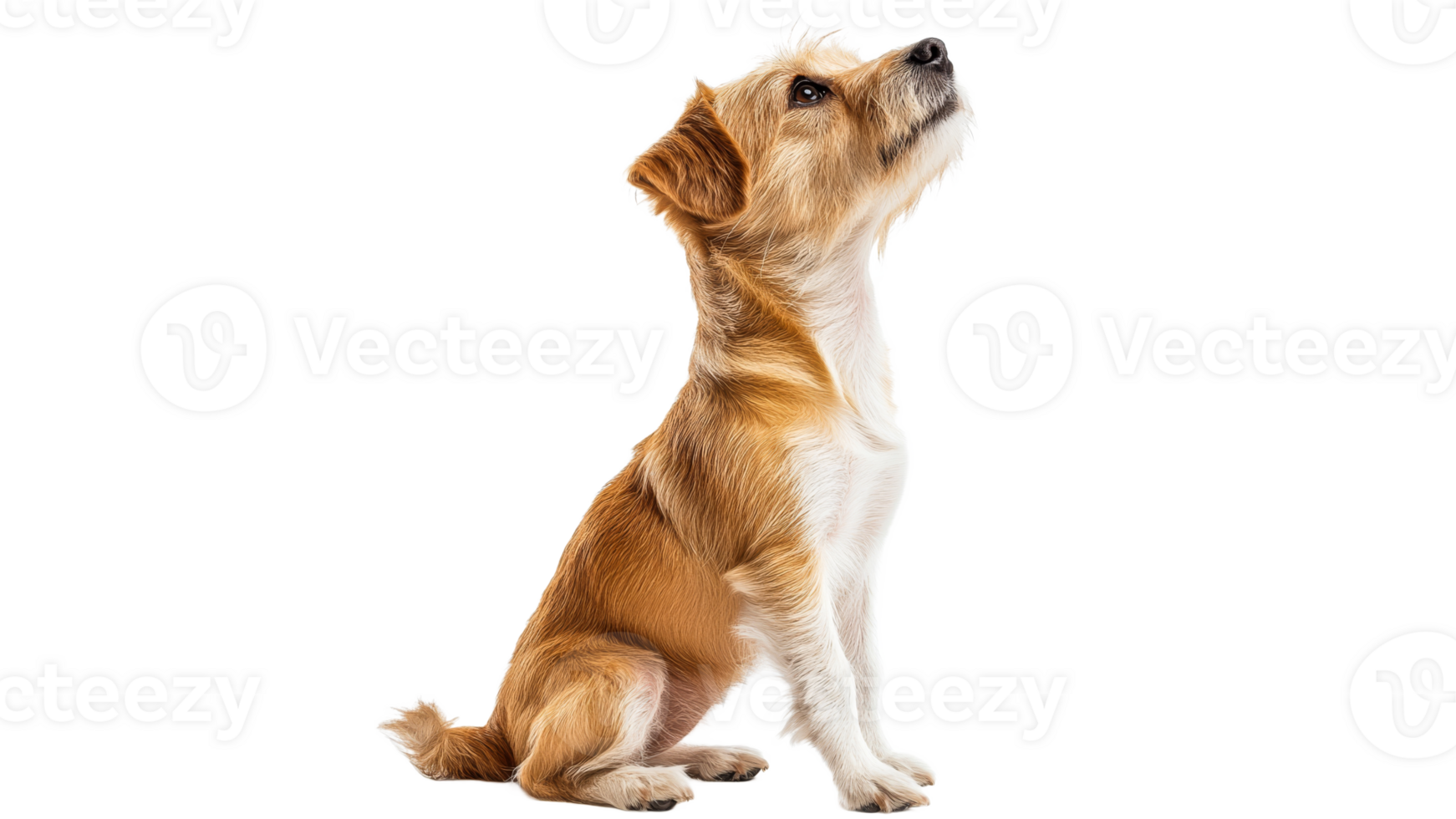 Cute small dog sitting and looking up in studio png