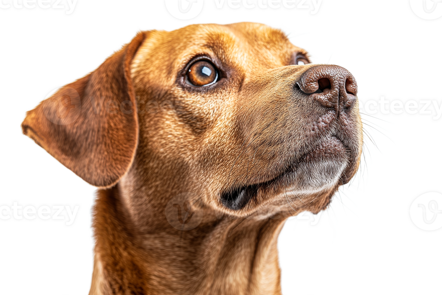 Alert dog with expressive eyes in studio png