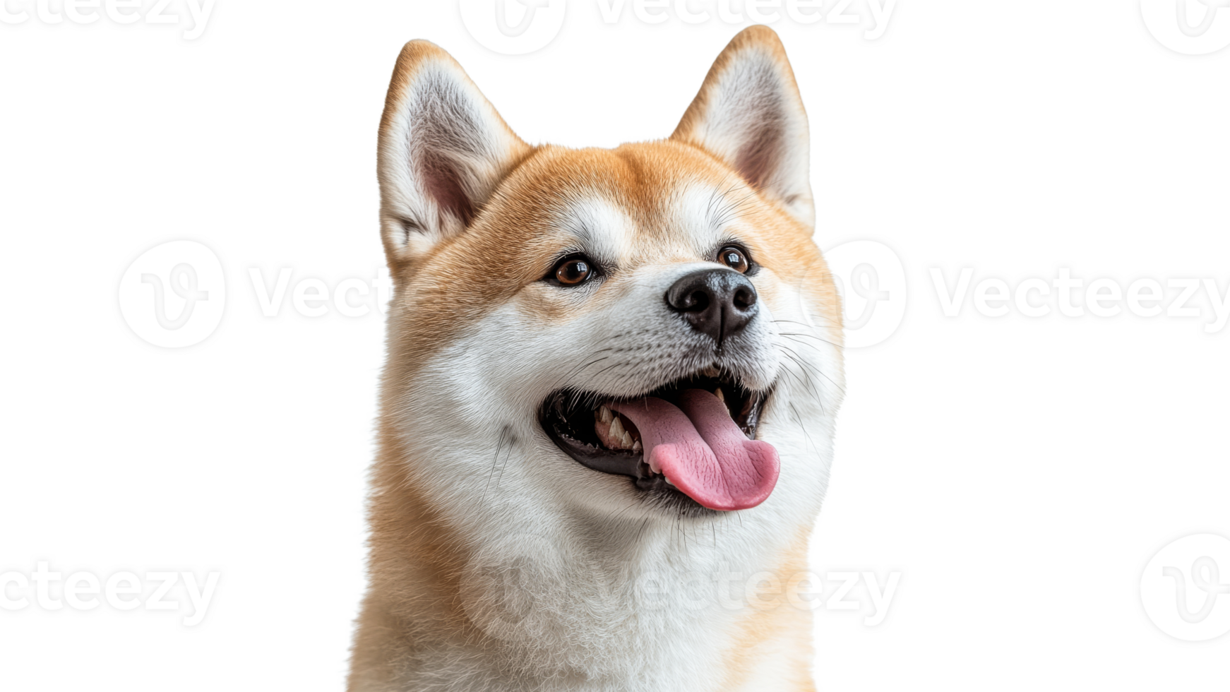 Happy shiba inu dog with bright expression png