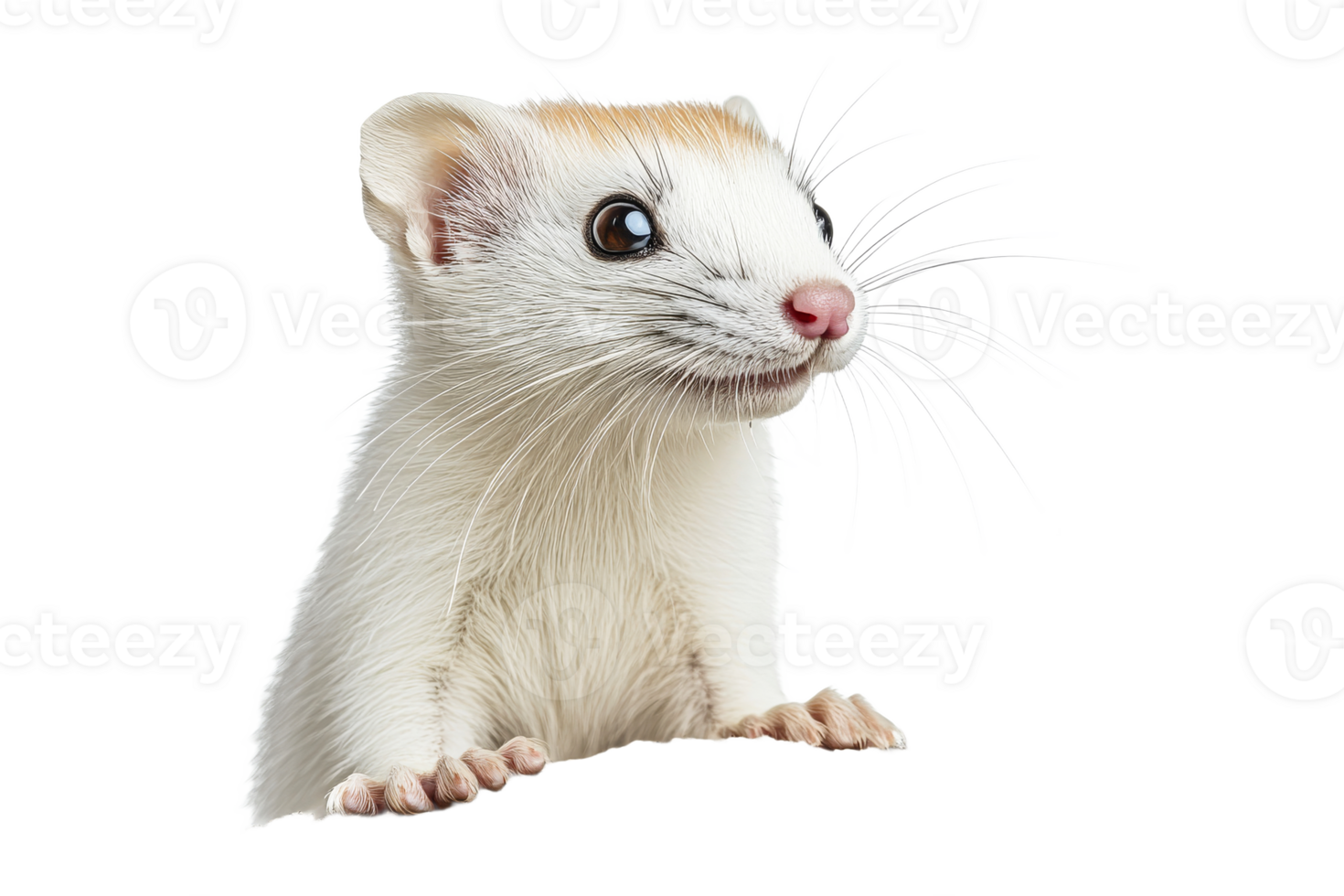 Curious ferret exploring its surroundings quietly png