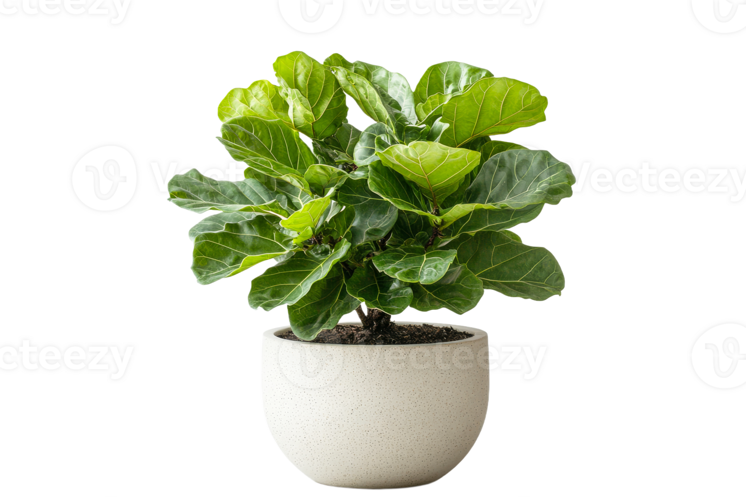 Fiddle leaf fig tree growing in pot indoors png