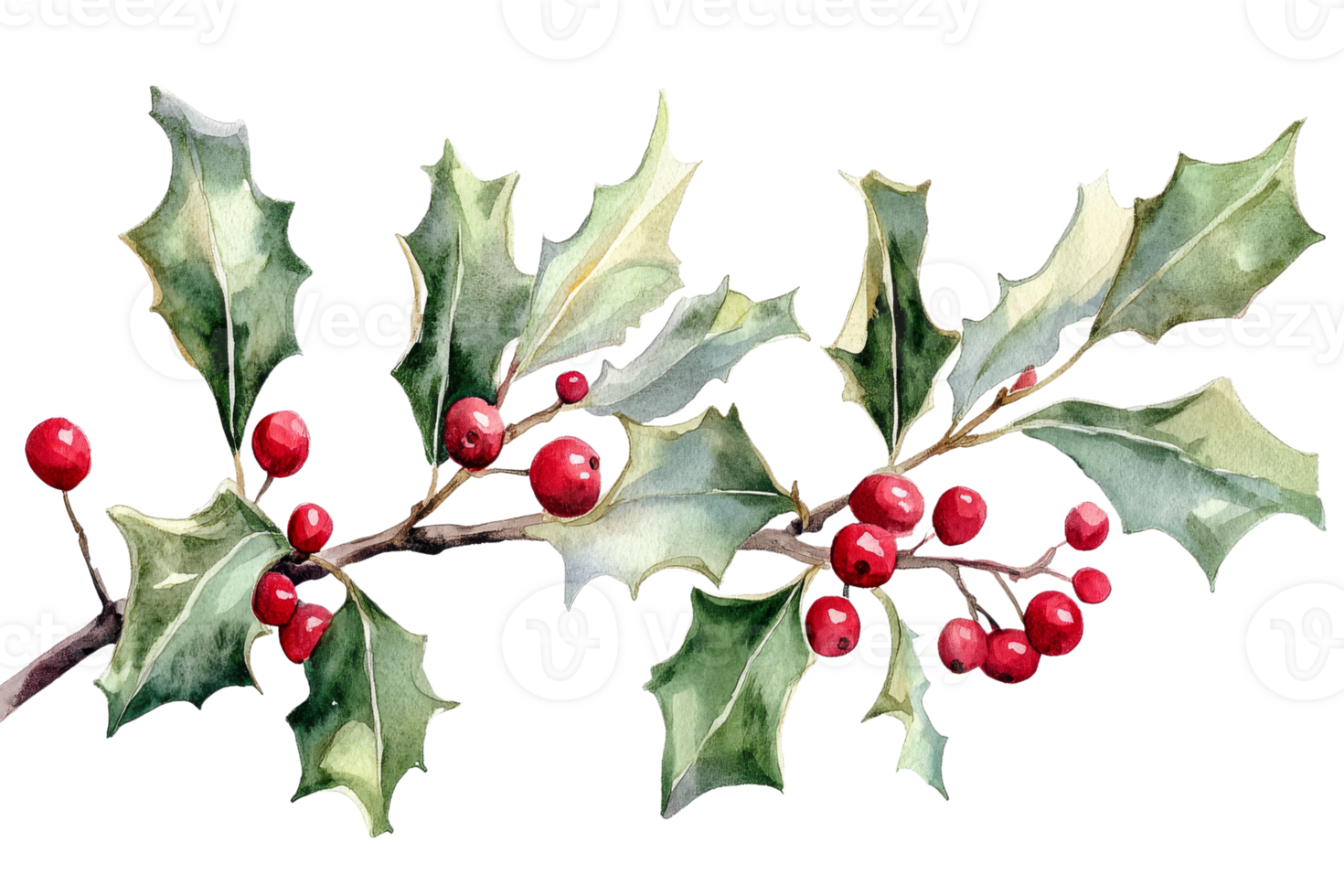Holly branch with bright red berries in winter png