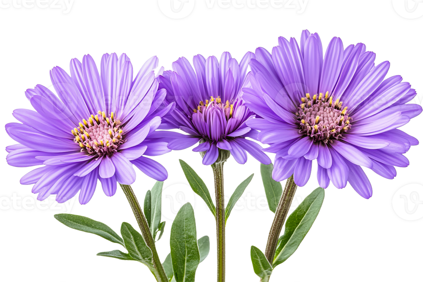 Beautiful purple flowers blooming in spring garden png