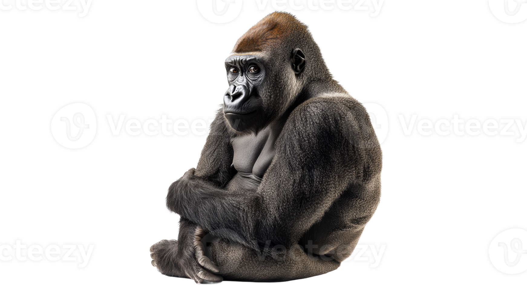 Primate sitting calmly in a natural pose png