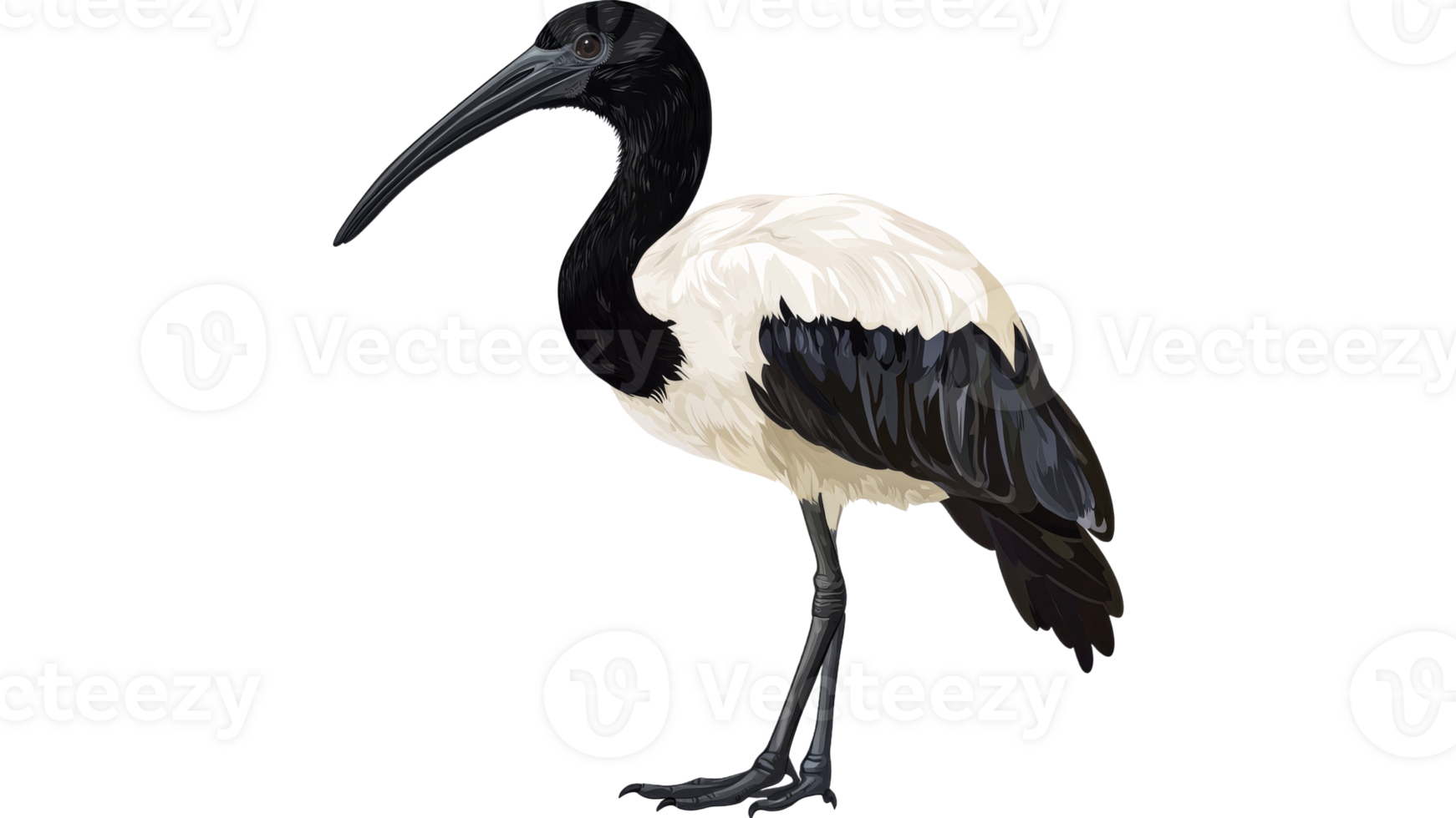 Beautiful white and black bird standing elegantly png