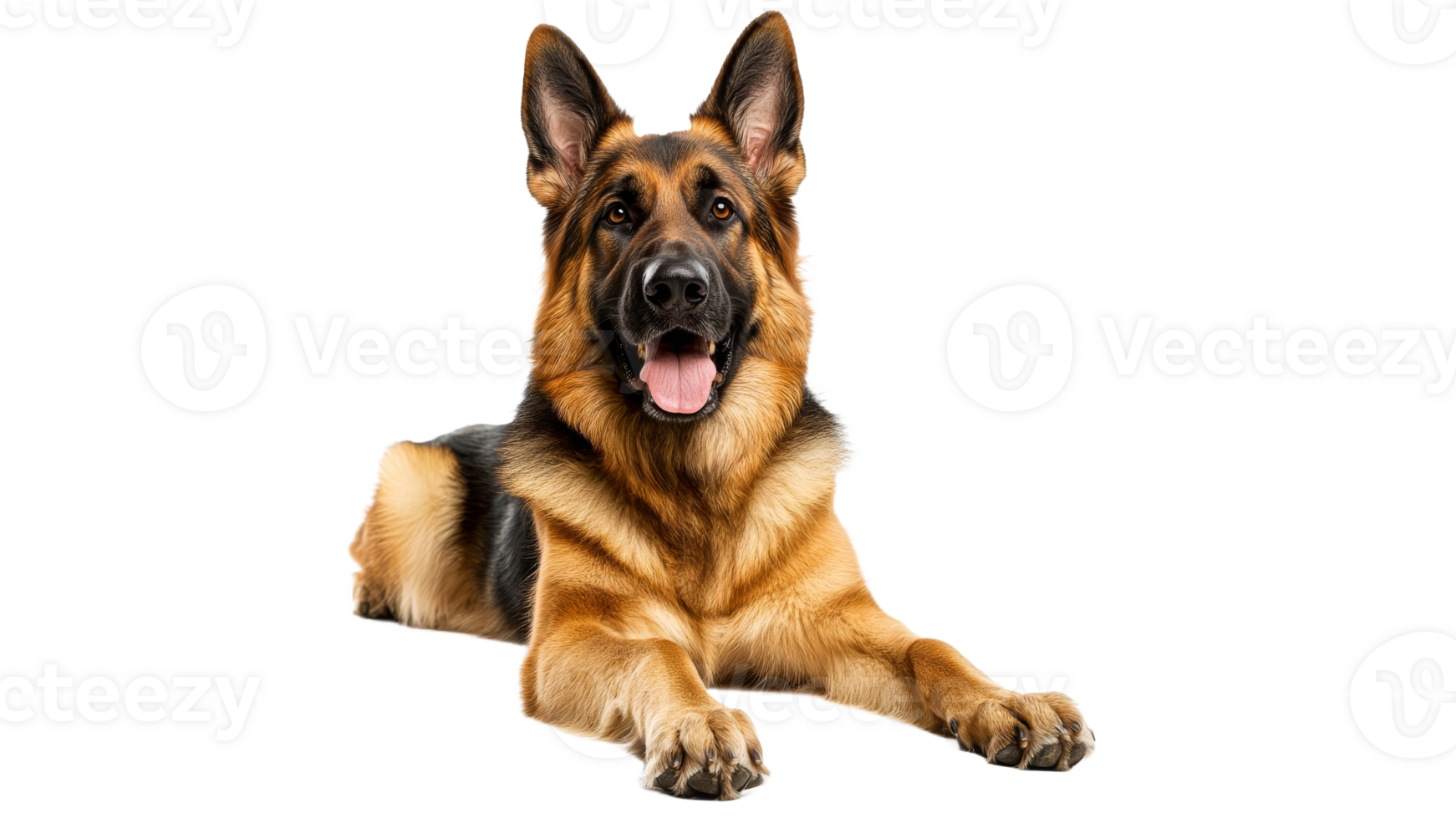 German shepherd lying down with a happy expression png