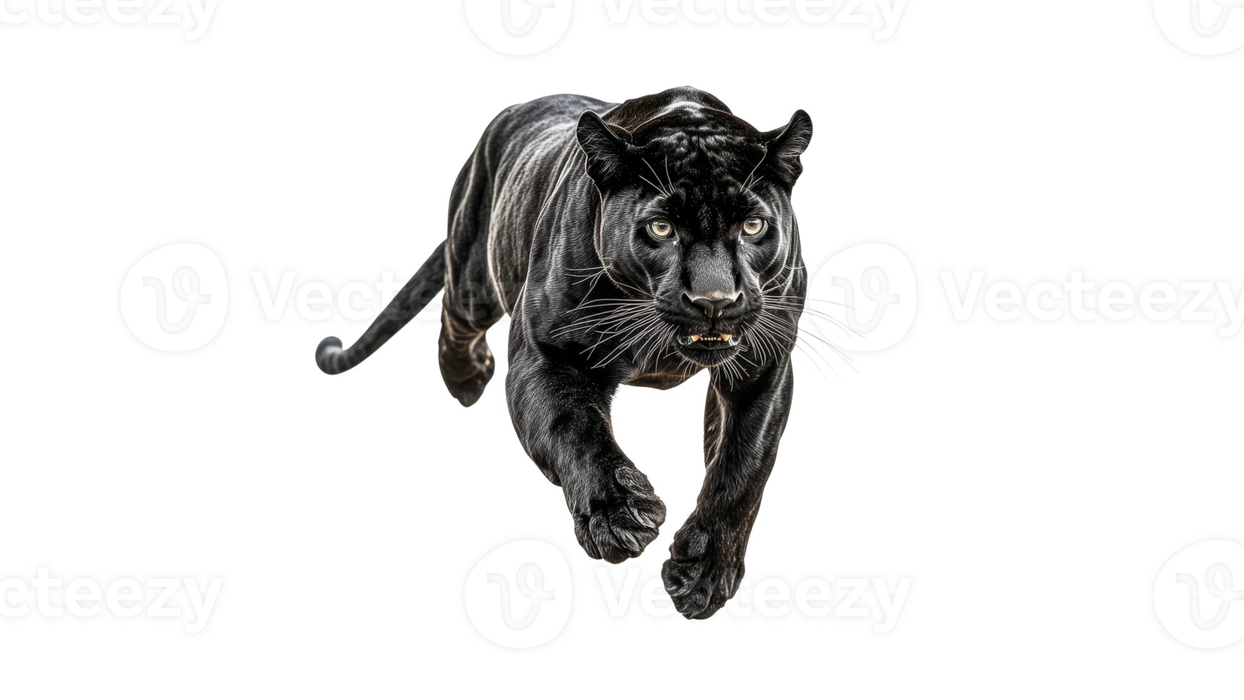 Black panther sprinting on white backdrop png