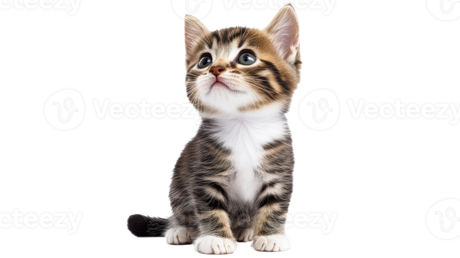 Adorable kitten looking up with curious expression png