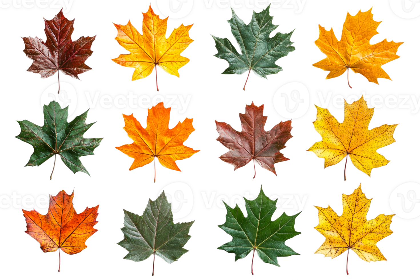 Colorful maple leaves arranged in a grid pattern png