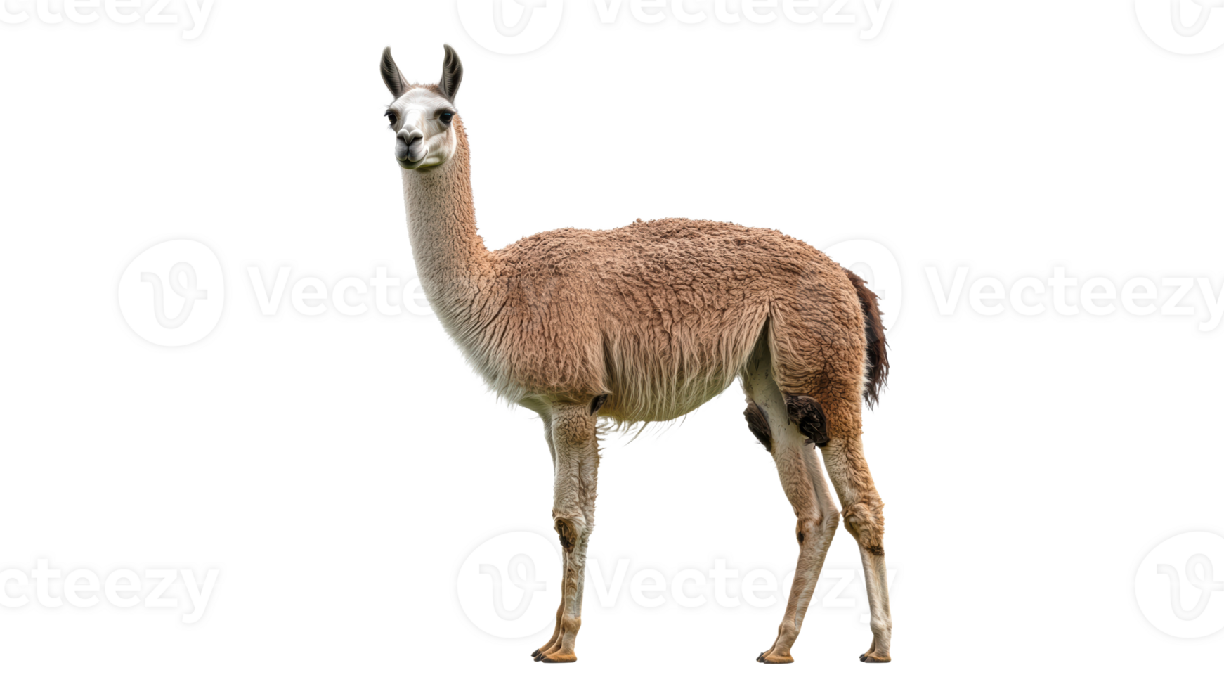 Llama standing regally in a bright setting png