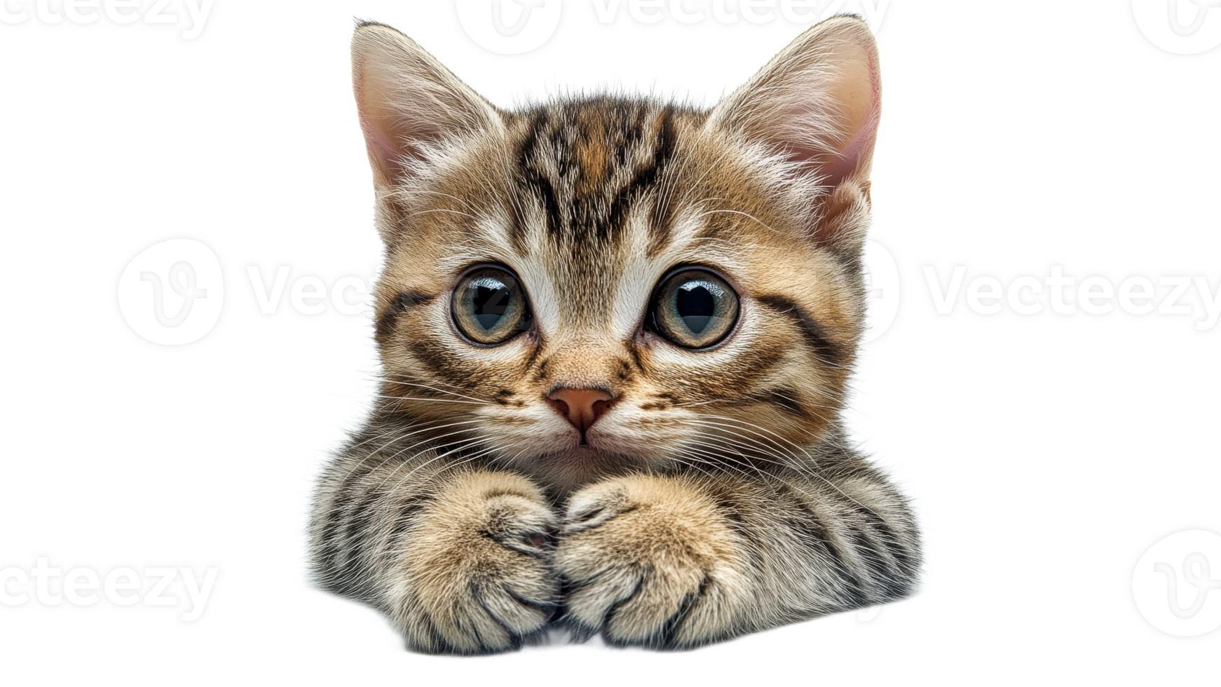 Playful kitten with big, expressive eyes png