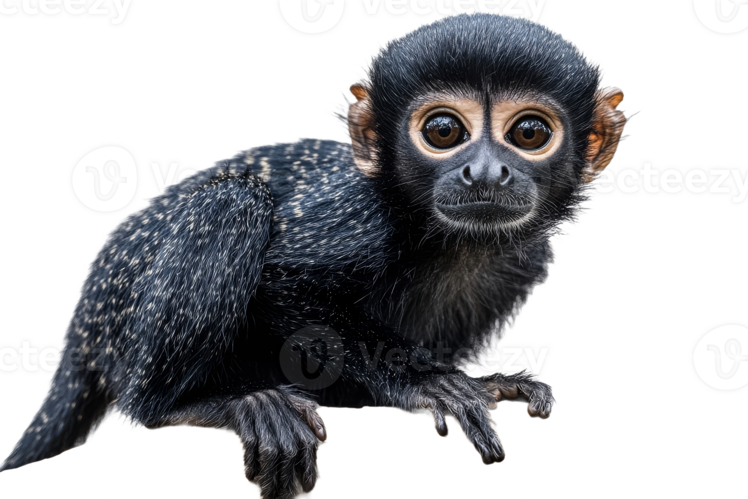 Cute black baby monkey sitting on a branch png