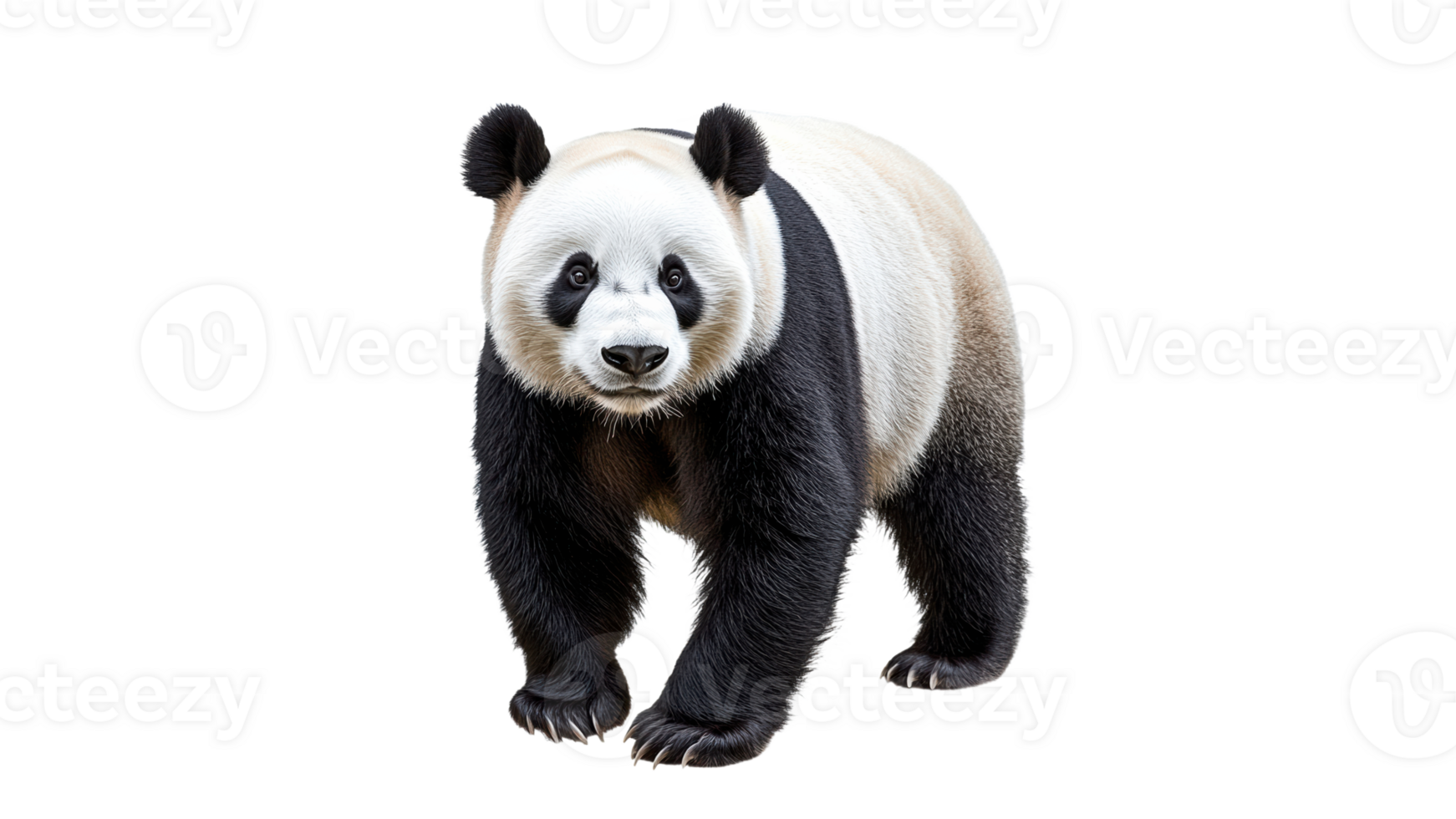 Panda walking in natural habitat during daylight png